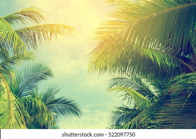 palmy proti modré obloze, palmy na tropickém pobřeží, vinobraní tónovaný a stylizovaný, kokosový strom, letní strom, retro
