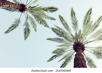 Palm trees against sky. retro style image. travel, summer, vacation and tropical beach concept.