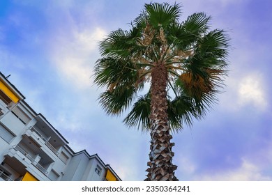 Palm trees against the sky. Tourism concept