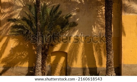 Palm trees against yellow wall with sunlight and shadow. Almeria, Spain