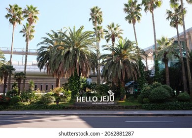 Palm Trees At The Airport In Jeju Island Korea