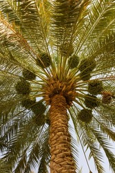 Palm Trees At The Al Ain Oasis In Abu Dhabi, UAE