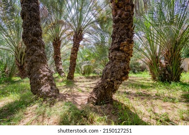 Palm Trees In Al Ain Oasis