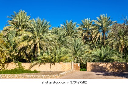 Palm Trees In Al Ain Oasis, The Emirate Of Abu Dhabi