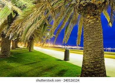 palm trees in Alghero seafront by night. Long exposure shot. 