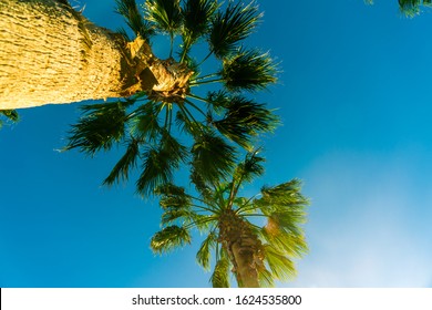 Palm Trees Along The Southern Texas Gulf Coast In Corpus Christi , Texas , USA On A Perfect Sunny Blue Sky Day