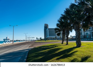 Palm Trees Along The Southern Texas Gulf Coast In Corpus Christi , Texas , USA On A Perfect Sunny Blue Sky Day