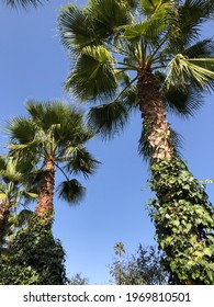 Palm Trees In Anima (André Heller) Garden, Marrakech.