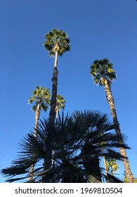 Palm Trees In Anima (André Heller) Garden, Marrakech.