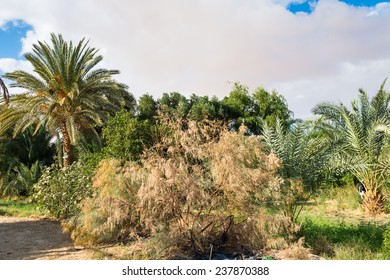 Palm Trees Bahariya Oasis Egypt Stock Photo 237870388 | Shutterstock