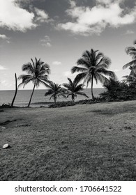 Palm Trees At A Beach In Rincon Puerto Rico Black And White