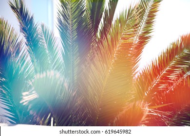 Palm trees in beautiful summer warm sunset. Summer holiday vibes. happy vocation