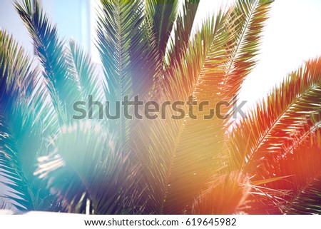 Palm trees in beautiful summer warm sunset. Summer holiday vibes. happy vocation