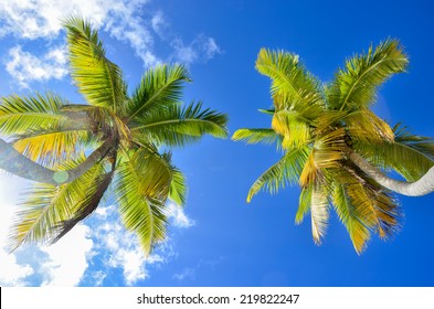 Palm Trees From Below.