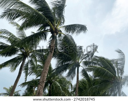 Palm trees bend and sway in the wind under a cloudy sky, illustrating the impact of a storm in a tropical coastal setting