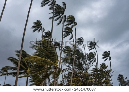 Palm trees bending in the wind under a dark, stormy sky, evoking a dramatic tropical scene.