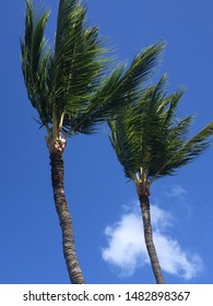 Palm trees blowing in the wind