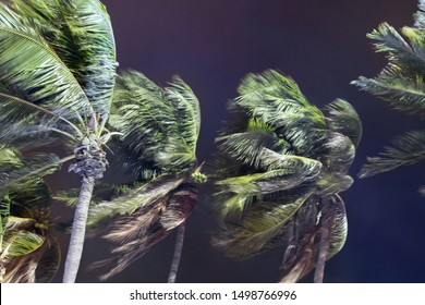 Palm Trees Blowing In The Wind During Hurricane