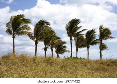 Palm Trees Blowing in the Wind in Florida