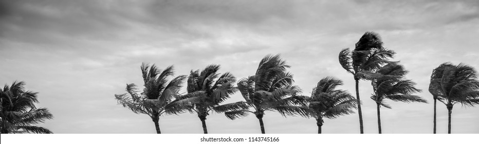 Palm Trees Are Blown By Strong Winds On The US Gulf Coast, Key West, Florida.