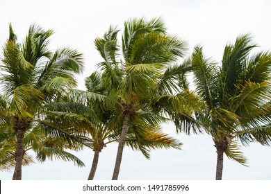 Palm Trees Are Blown By Strong Winds From A Tropcal Storm On The US Gulf Coast, Key West, Florida.