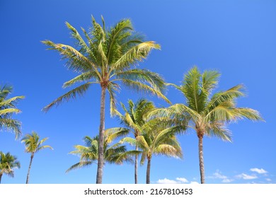 Palm trees and blue sky in South Beach, Miami Beach in Florida, USA