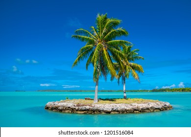 Palm Trees In Bora Bora, Tahiti