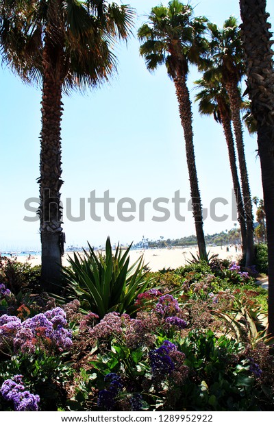 Palm Trees Botanical Garden On Beach Stock Photo Edit Now 1289952922