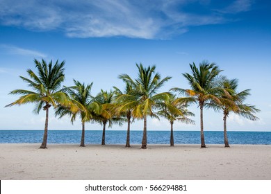 Palm Trees By The Ocean In Key Biscayne, Florida