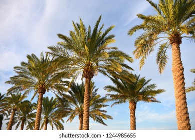 716 Date palm trees in qatar Images, Stock Photos & Vectors | Shutterstock