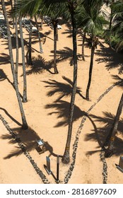 Palm Trees Casting Shadows on Sandy Beach