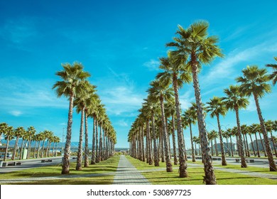 Palm trees in the city park 