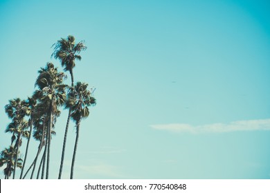 Palm Trees With Clear Blue Sky Space. Beach Vibes. Minimalist, Wallpaper, Background Concept.