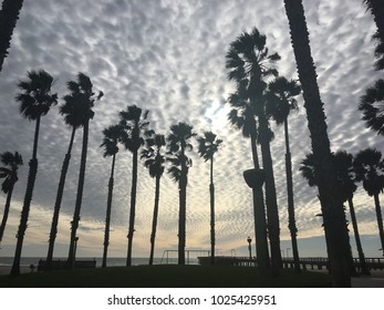 Palm trees and clouds