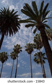 Palm trees & clouds