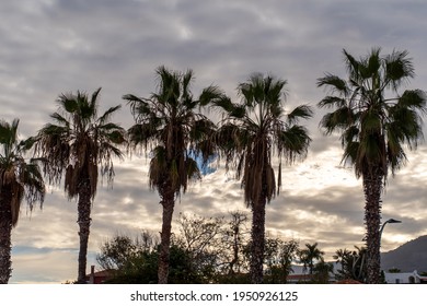 Palm trees with clouds in the background