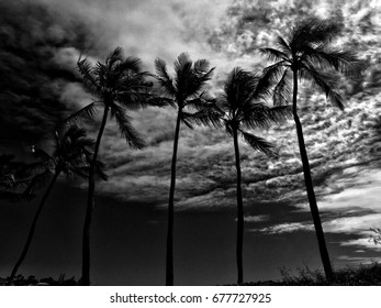 Palm trees, cloudy