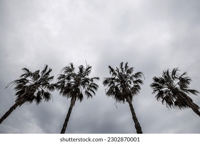 
palm trees with cloudy sky