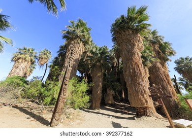 The Palm Trees At Coachella Valley Preserve