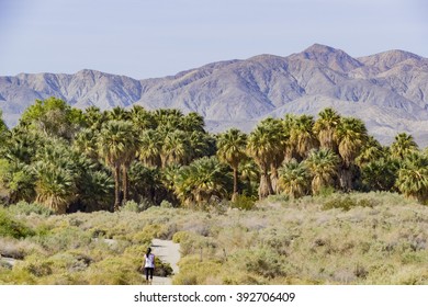 The Palm Trees At Coachella Valley Preserve