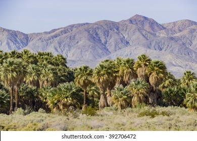 The Palm Trees At Coachella Valley Preserve