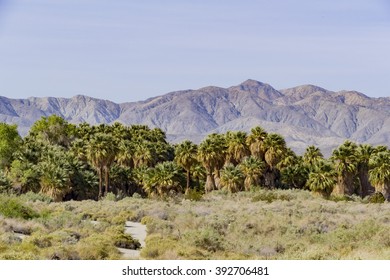 The Palm Trees At Coachella Valley Preserve