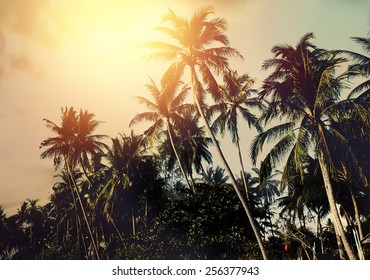 Palm Trees And Colorful Sunset