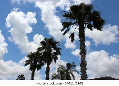 Palm Trees In Corpus Christi, TX