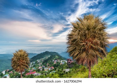 Palm trees cut off from the background, natural scenery background clipping part