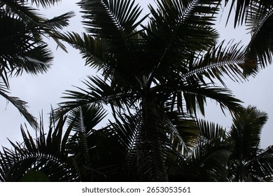 Palm trees dancing in the dark