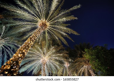 Palm Trees Decorated With Christmas Garland Night