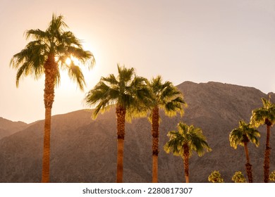 Palm trees and desert mountain at sunset in Palm Springs, California