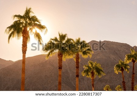 Palm trees and desert mountain at sunset in Palm Springs, California