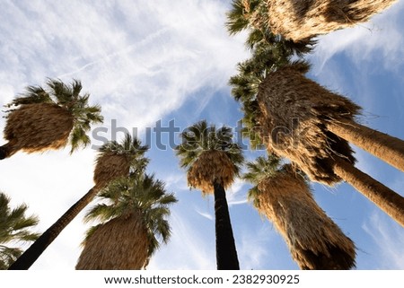 palm trees in a desert oasis